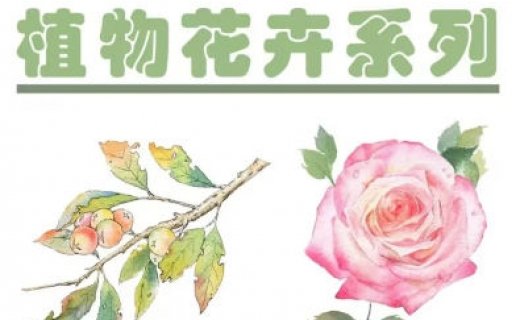吴小迪水彩植物花卉美食系统课  第1张